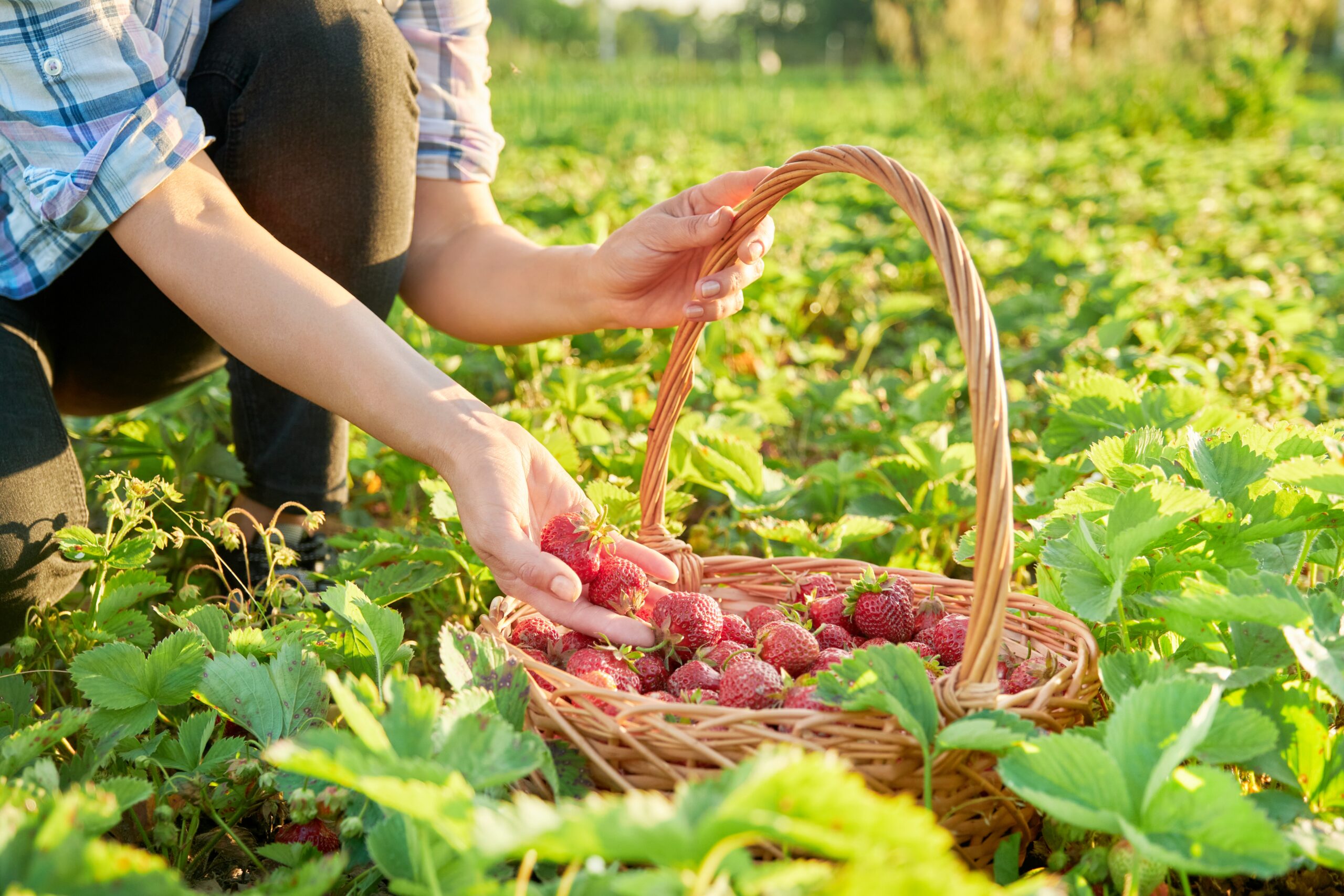 Farm field with strawberries, close-up of a basket with berries and a woman’s hands.